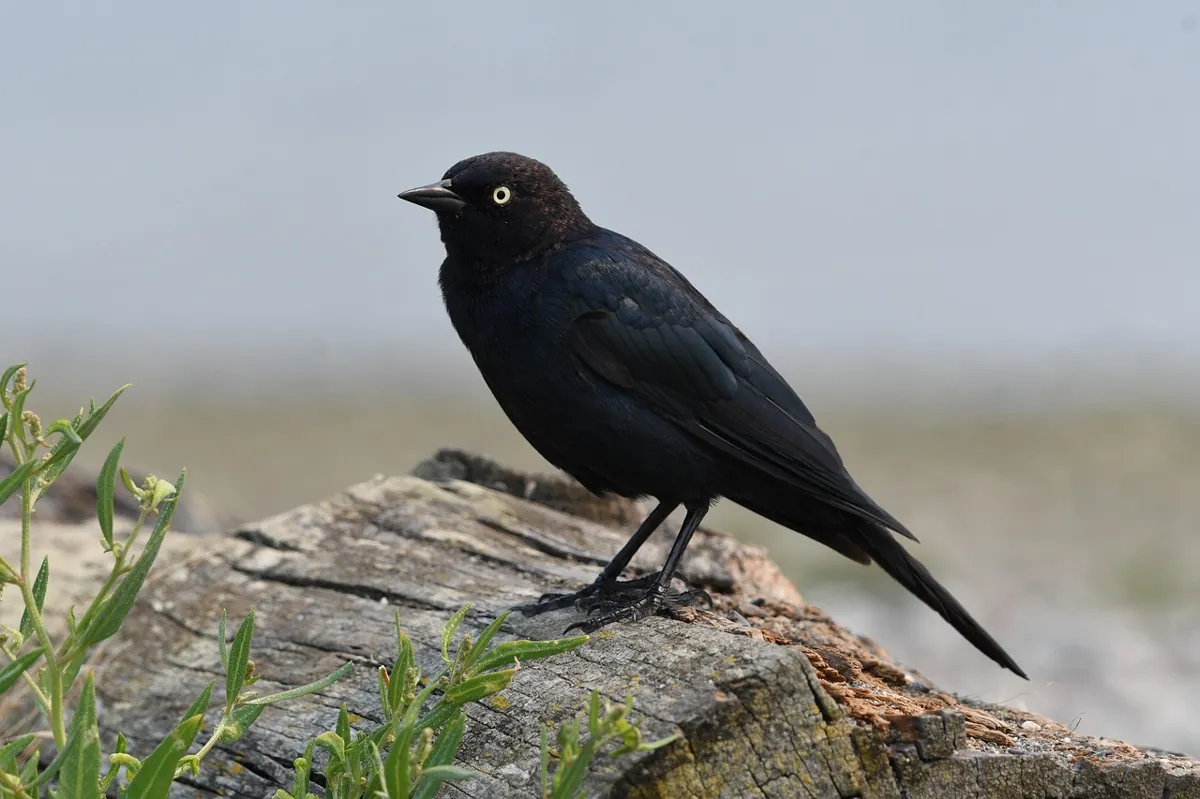 brewer's blackbird, wallpaper hd, free background, nature background, nature wallpaper, bird, animal, mac wallpaper, 4k wallpaper 1920x1080, avian, full hd wallpaper, nature, wildlife, beautiful wallp