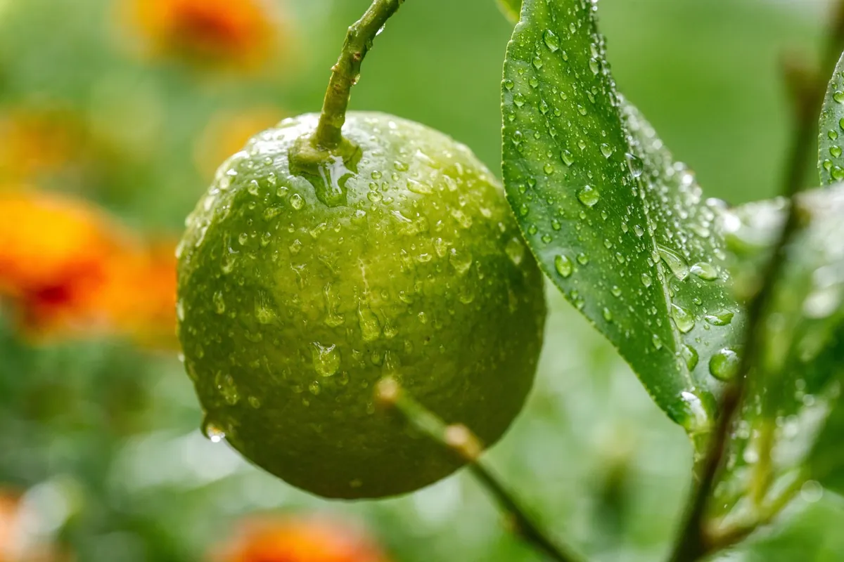 lemon, tree, fruit, drops, water, nature, dew, green, citrus fruits, leaves, nikon, d750, aperture 9, iso 900, 105mm, 125th of a second