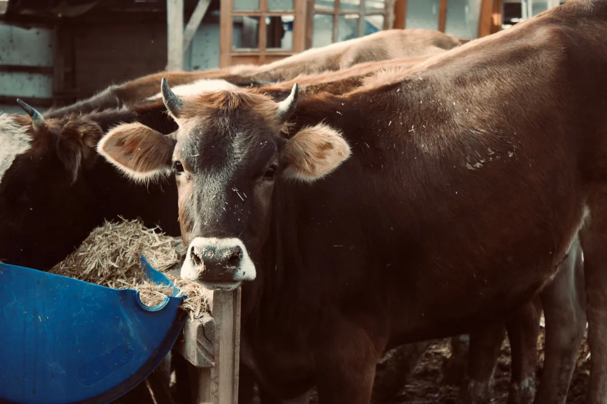 Brown cow in a barn, highlighting livestock farming and animal husbandry.