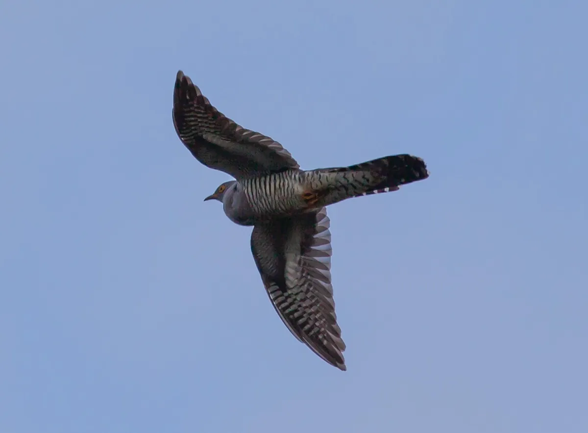 cuckoo, eurasian cuckoo, flying cuckoo, english cuckoo, common cuckoo, cuckoo, cuckoo, cuckoo, cuckoo, cuckoo
